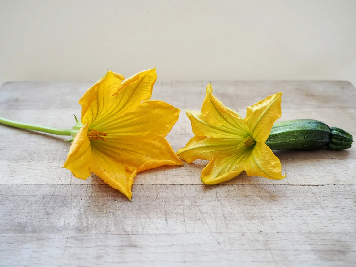 Fleur mâle de courgette sur sa tige fine, à côté d'une fleur femelle portée par un petit fruit